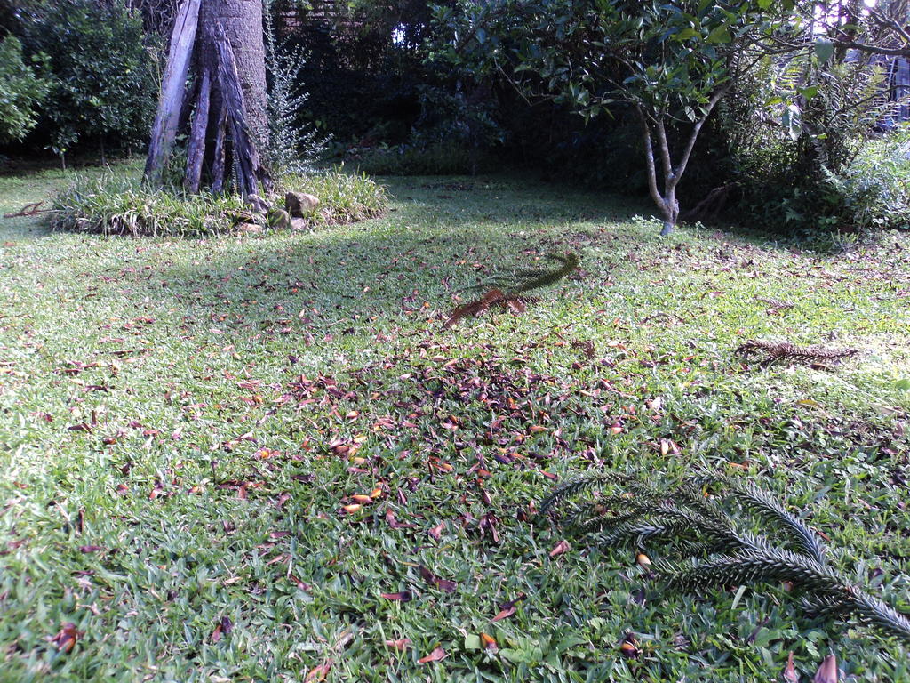 O Canto Do Sabia 賓館 Canela